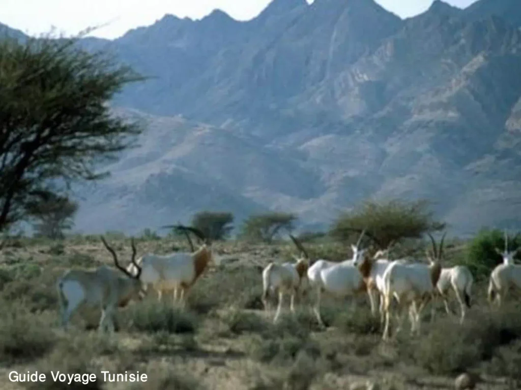 Le parc national Bouhedma