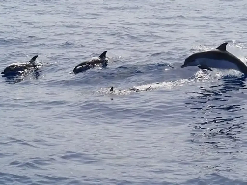 Balade Dauphins à Djerba