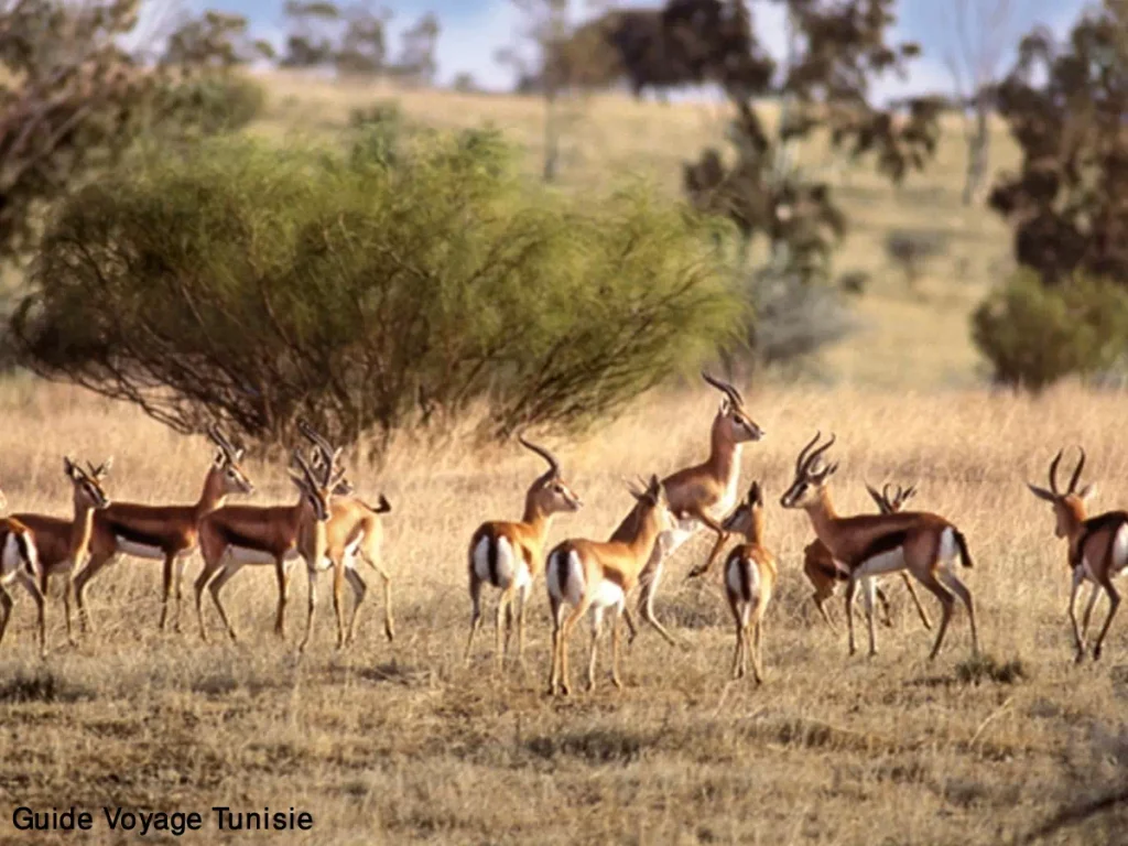 Le Parc National de Bouhedma