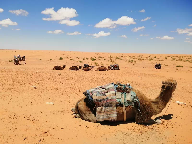 Excursion Une journée à Ksar Ghilane au départ de Djerba et Zarzis