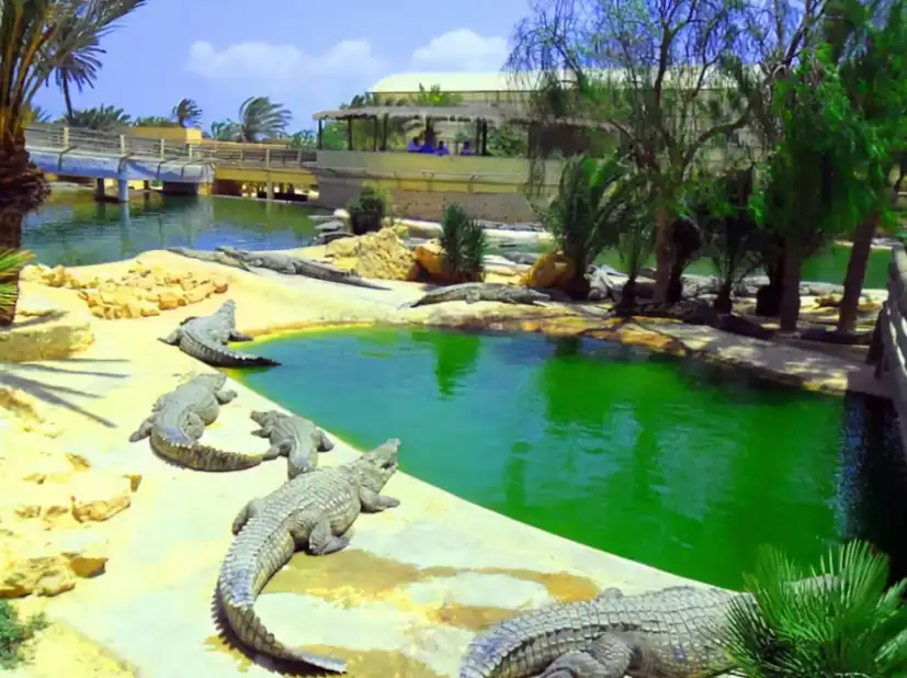 Djerba Explore : Le parc aux crocodiles