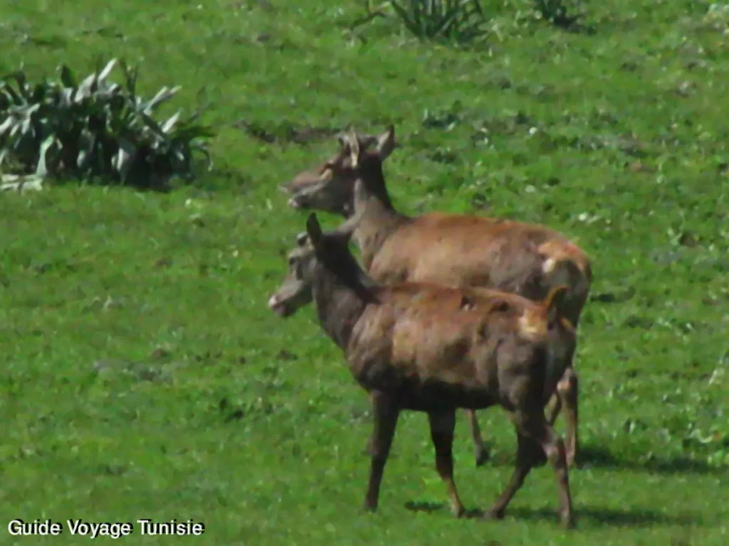 Parc National de Feidja