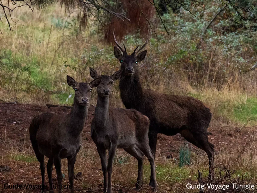 Le parc national d’El Feija Jendouba