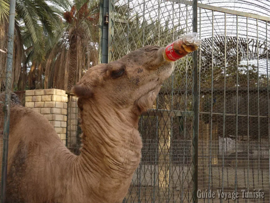 Le zoo de Tozeur