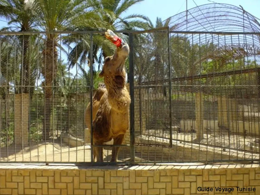 Le jardin du paradis : le zoo de Tozeur