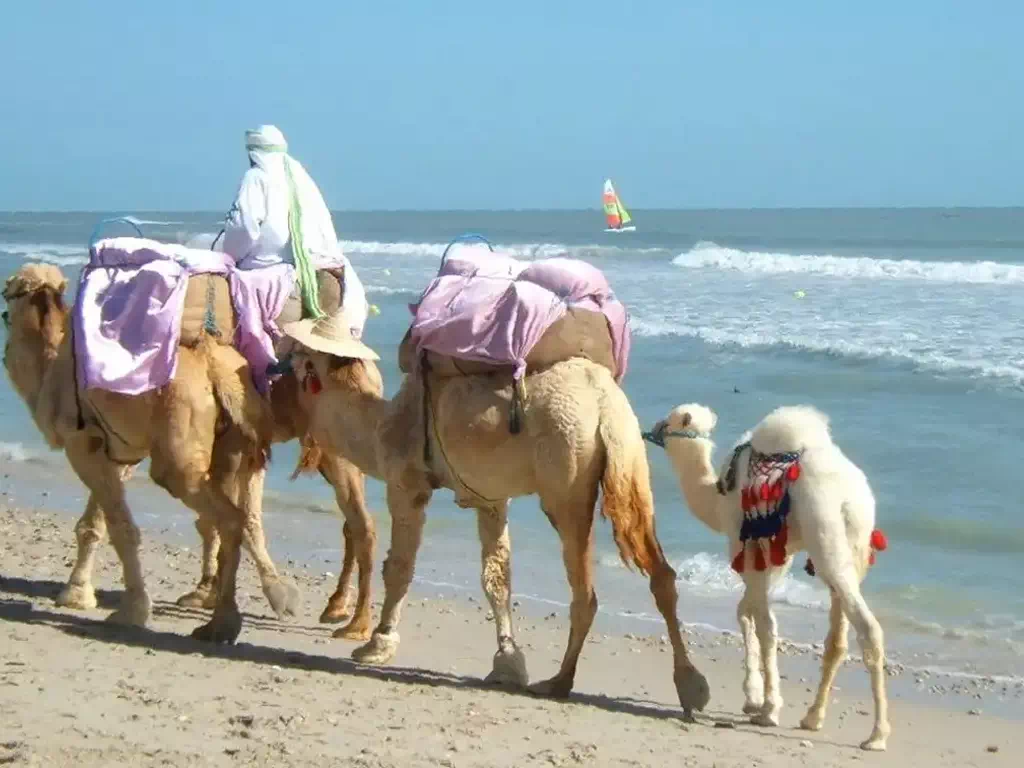 Camel Ride in Djerba