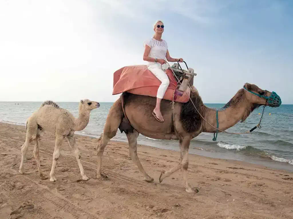 Camel Ride in Djerba