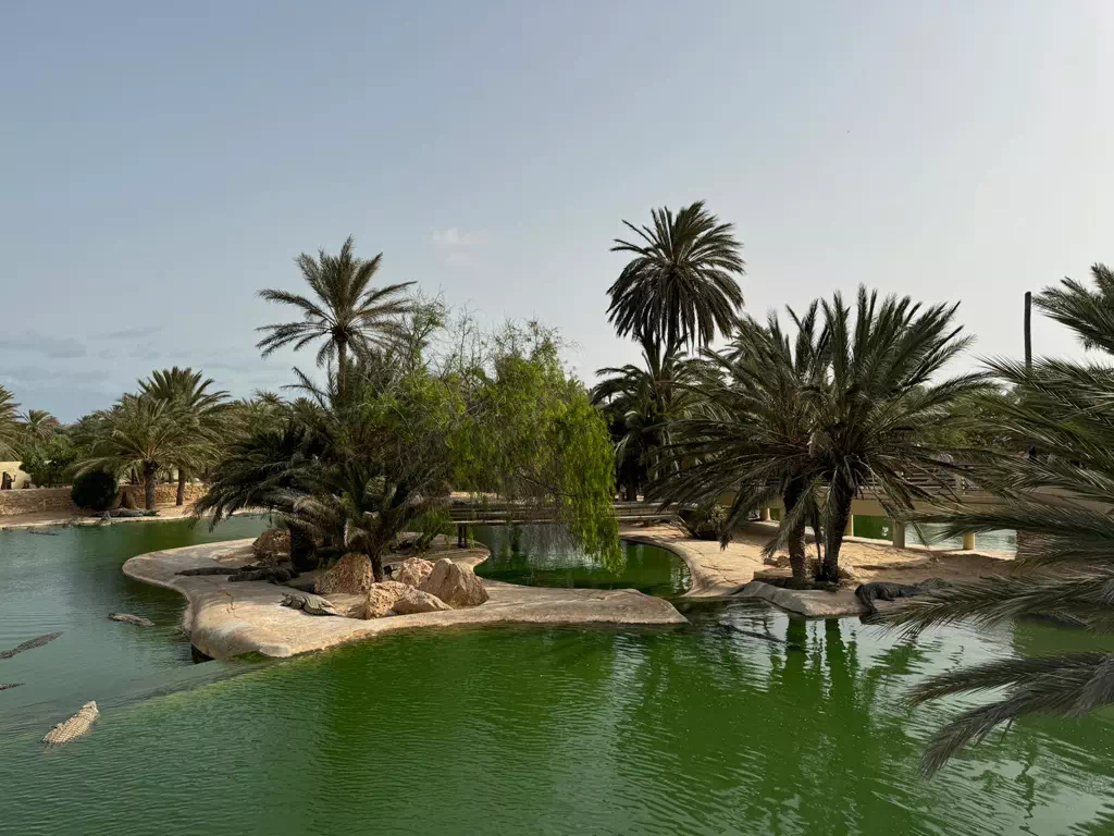 The crocodile Farm : Djerba Explore