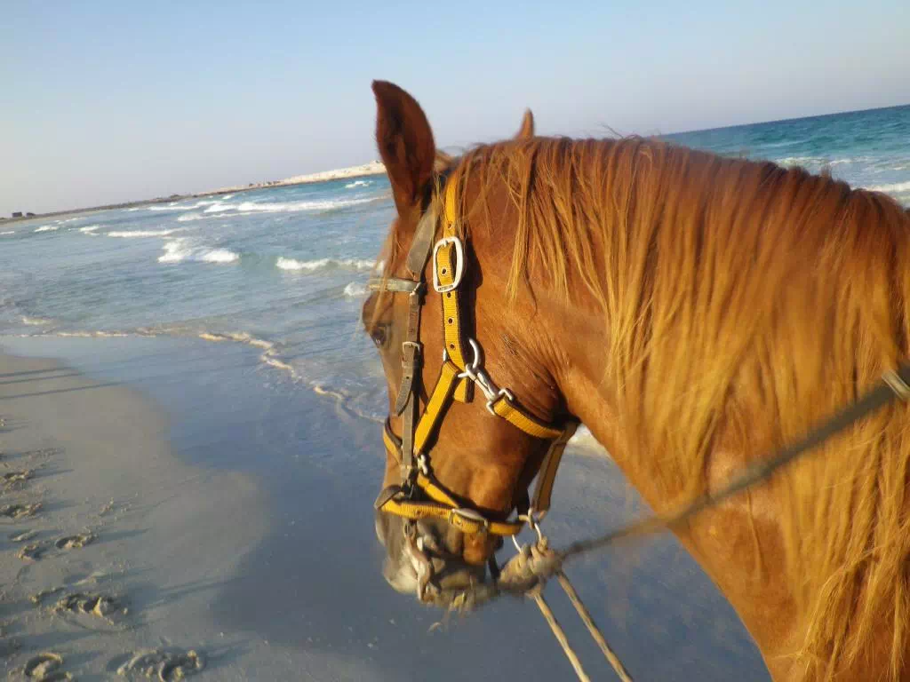 Horseback riding in Djerba