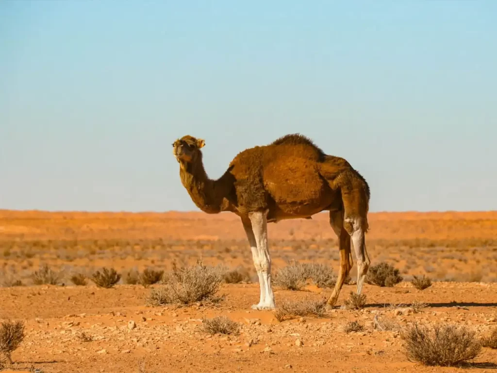 Ksar Ghilane oasis