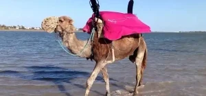 Balade à dos de dromadaire à Djerba
