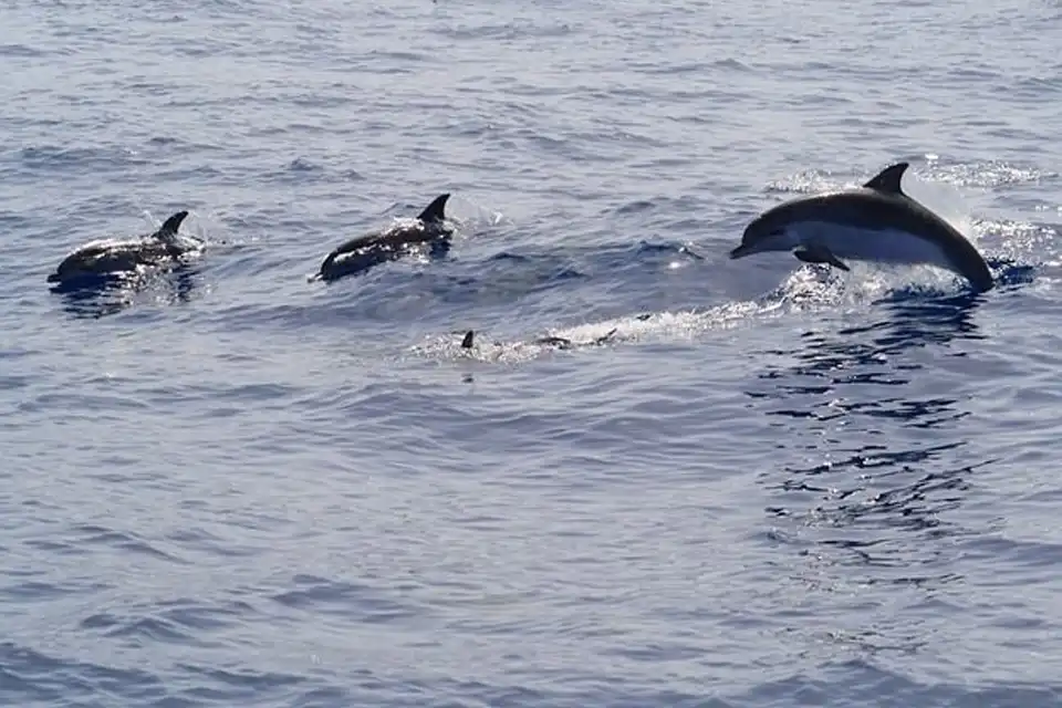 Balade en bateau pour observer les dauphins