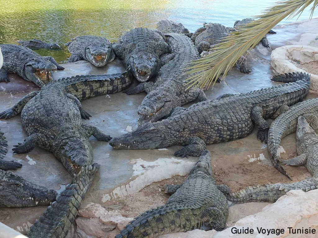 Djerba Explore : La ferme aux Crocodiles