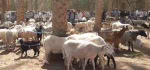 Douz livestock market : Le marché de bétail de Douz