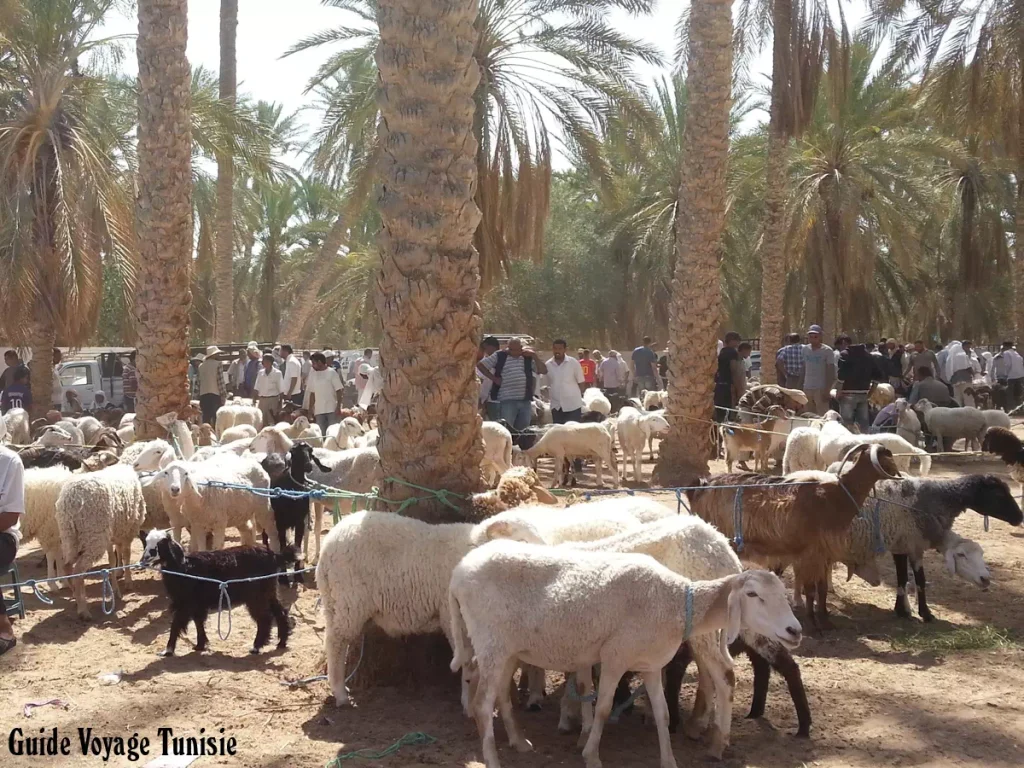 Douz livestock market : Le marché de bétail de Douz