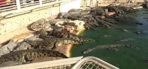 Djerba Explore : Le parc aux crocodiles